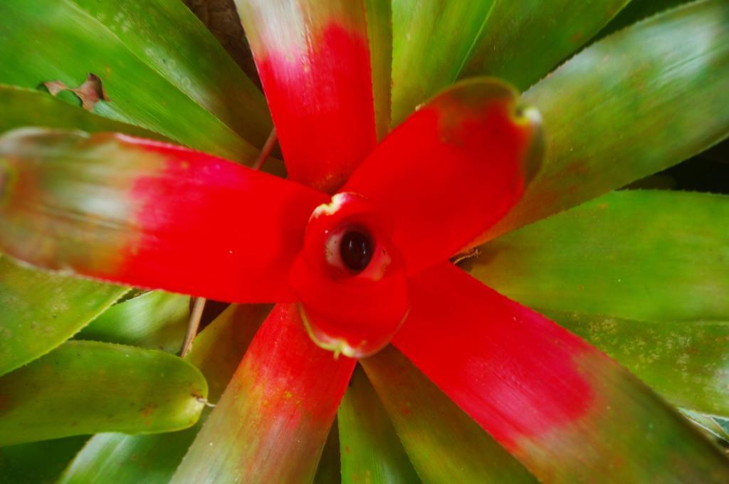 Heritage Lodge In The Daintree Cape Tribulation Exterior foto